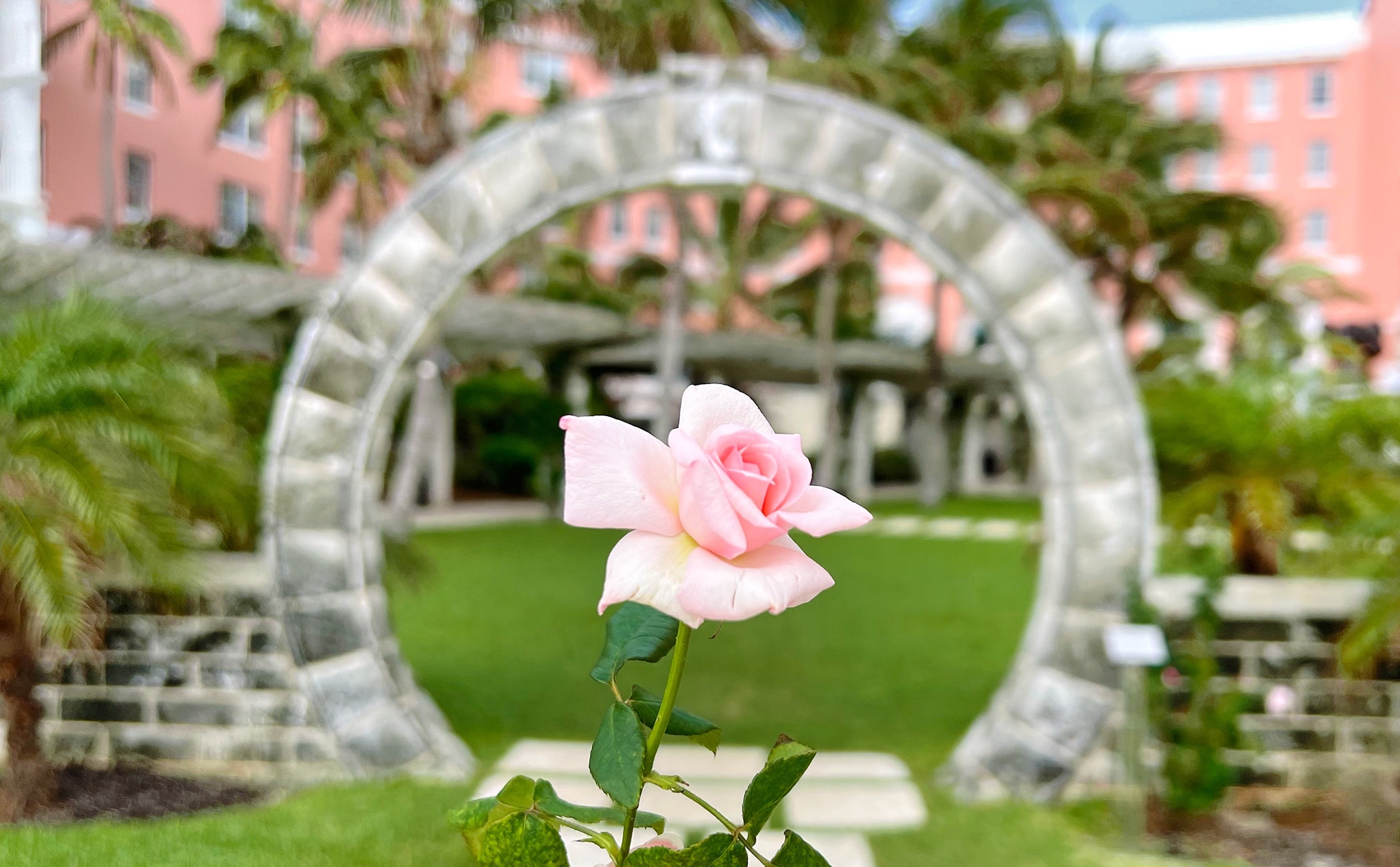 It's Rose Season in Bermuda