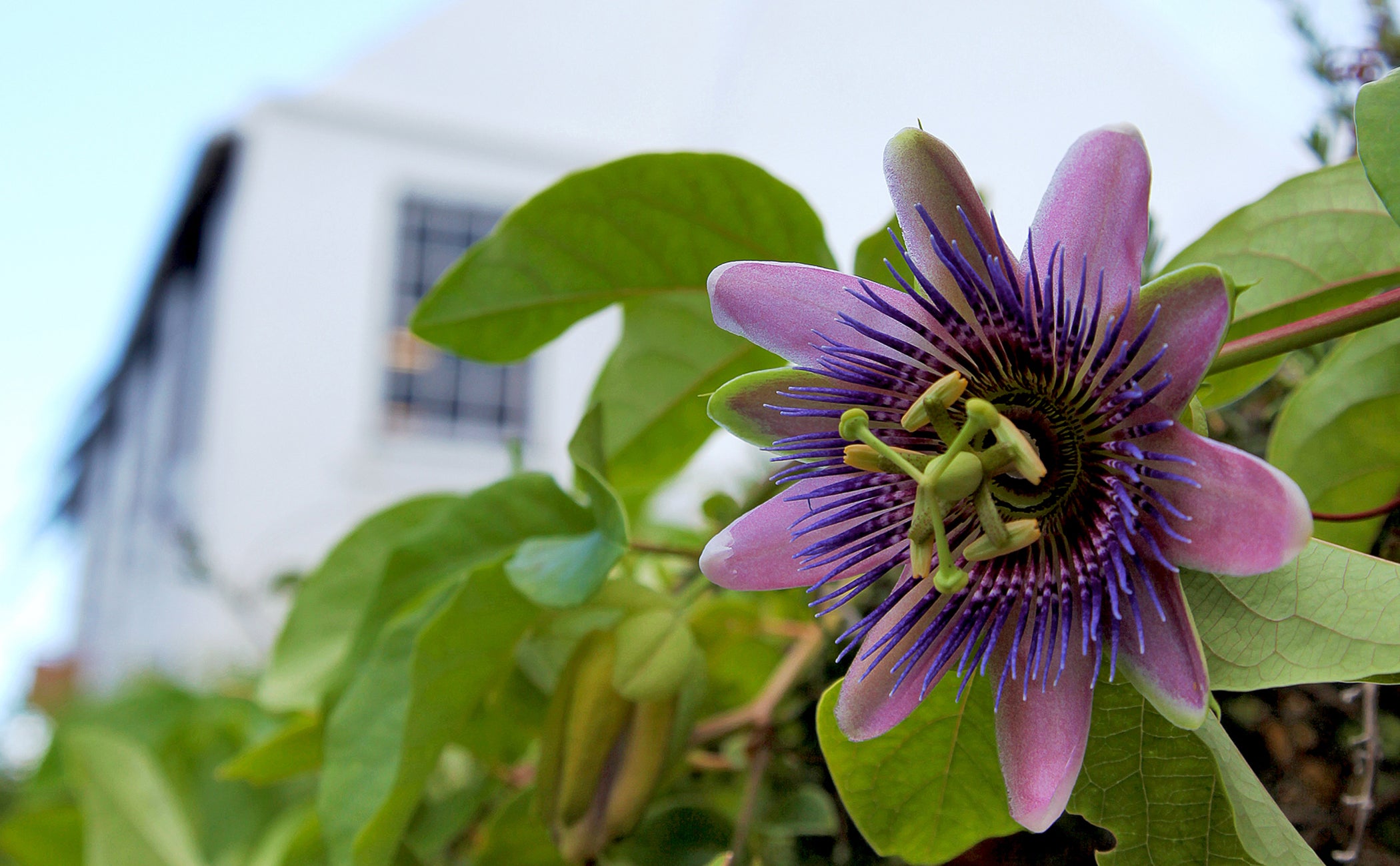 The Legend of the Passion Flower (Passiflora)
