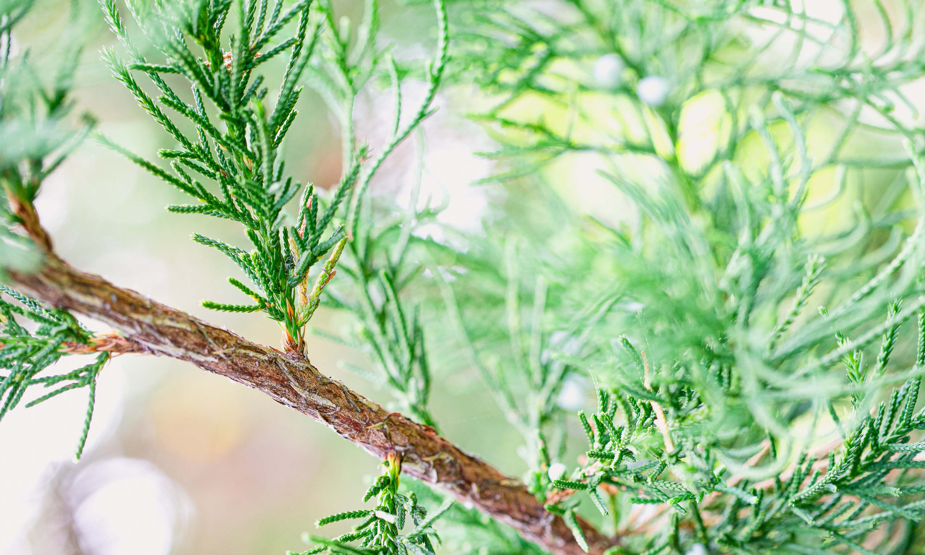 Cedar in the Air