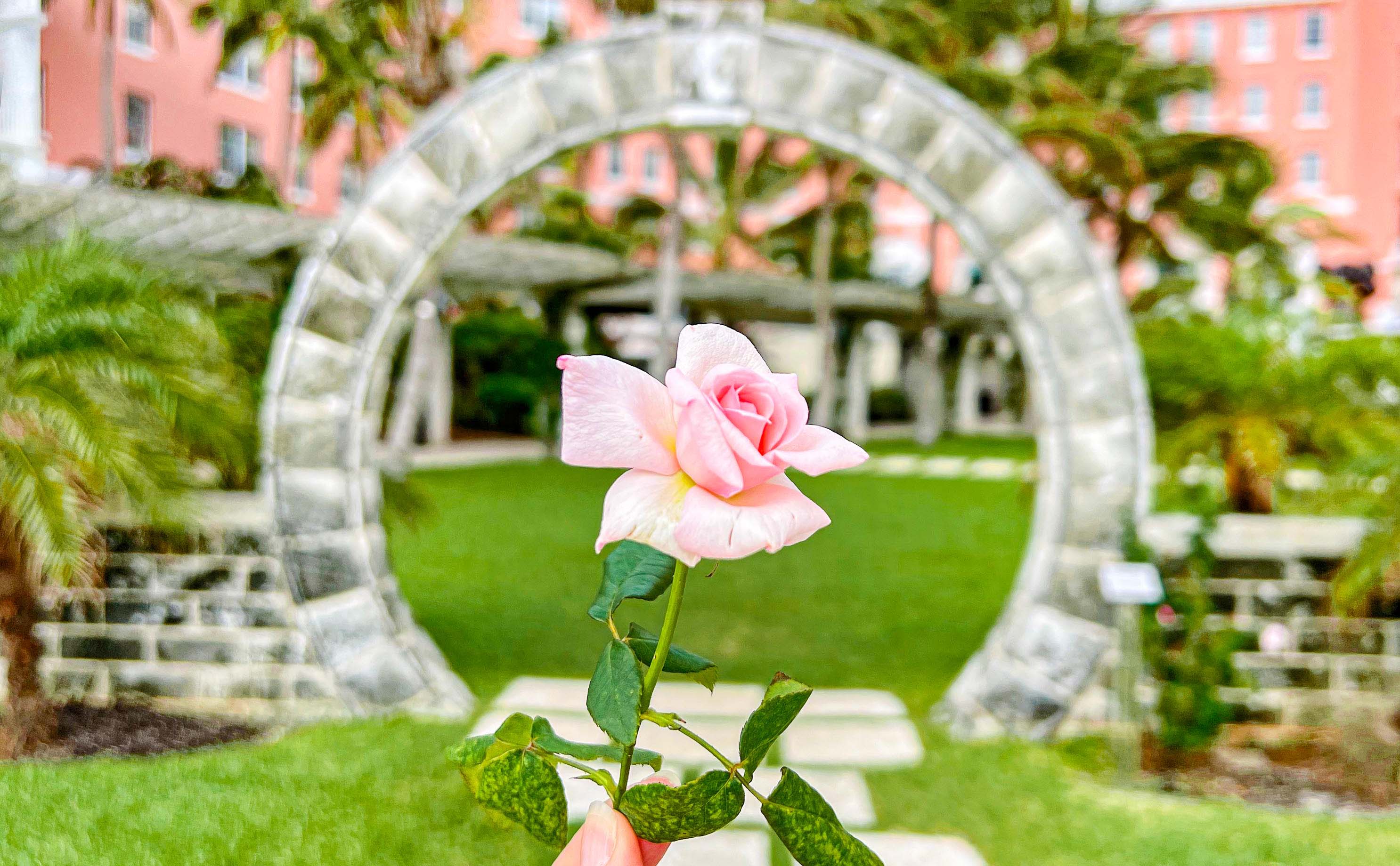 It's Rose Season in Bermuda