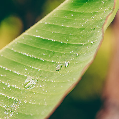 Banana Leaf (LANDSCAPE)