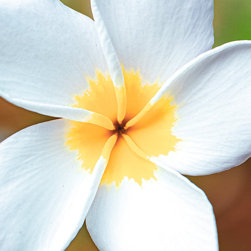 Frangipani Closeup (LANDSCAPE)