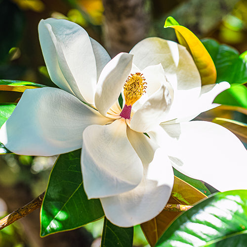 Magnolia (LANDSCAPE)